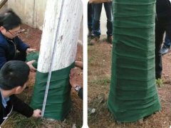 包树布厂家,提供12公分宽*20米长缠树带