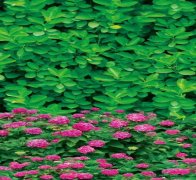绿化防寒布搭建小屋的方法,1米印花防寒布