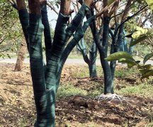 包树布-一布一膜墨绿色树木缠树带