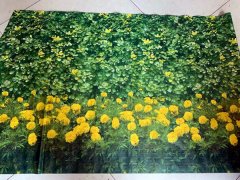 黄菊花图案的防寒布在哪里可以购买？